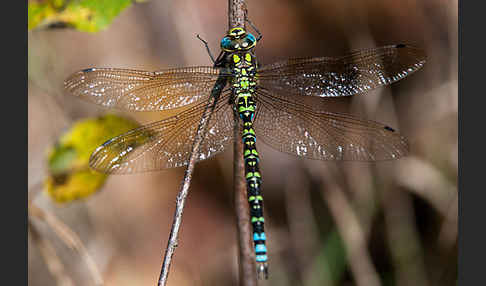 Blaugrüne Mosaikjungfer (Aeshna cyanea)