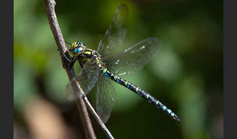 Blaugrüne Mosaikjungfer (Aeshna cyanea)