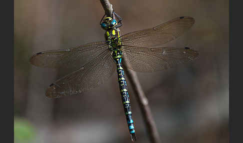 Blaugrüne Mosaikjungfer (Aeshna cyanea)