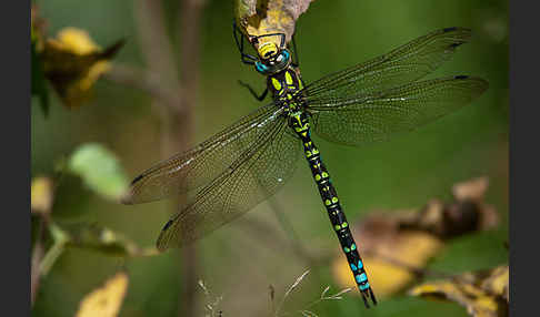 Blaugrüne Mosaikjungfer (Aeshna cyanea)