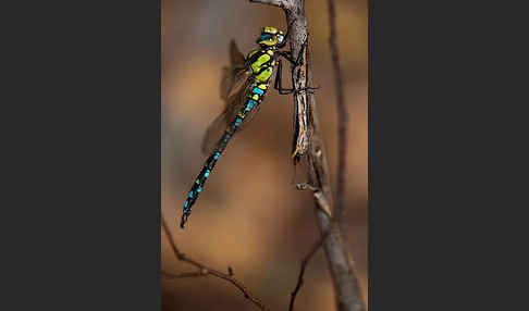 Blaugrüne Mosaikjungfer (Aeshna cyanea)