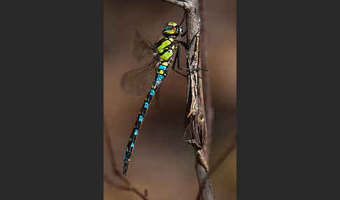 Blaugrüne Mosaikjungfer (Aeshna cyanea)