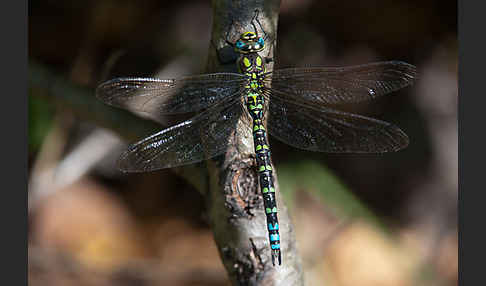 Blaugrüne Mosaikjungfer (Aeshna cyanea)