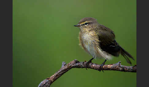 Zilpzalp (Phylloscopus collybita)