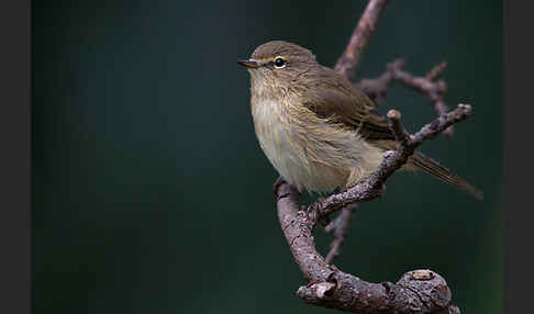 Zilpzalp (Phylloscopus collybita)