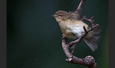 Zilpzalp (Phylloscopus collybita)