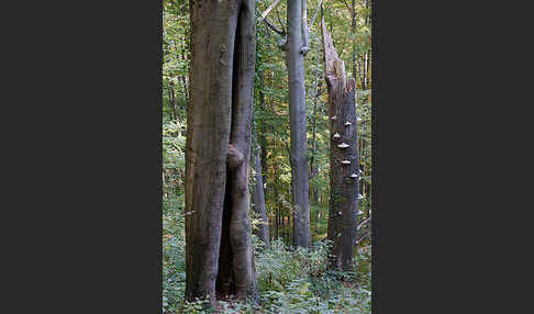 Rot-Buche (Fagus sylvatica)