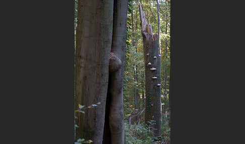 Rot-Buche (Fagus sylvatica)