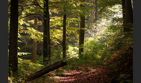 Rot-Buche (Fagus sylvatica)