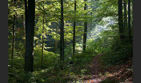 Rot-Buche (Fagus sylvatica)