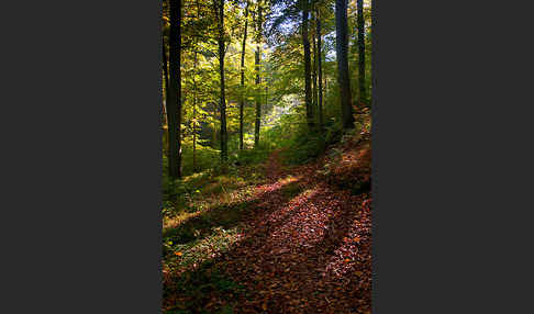 Rot-Buche (Fagus sylvatica)