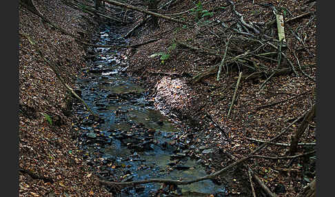 Thüringen (Thuringia)