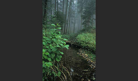 Thüringen (Thuringia)