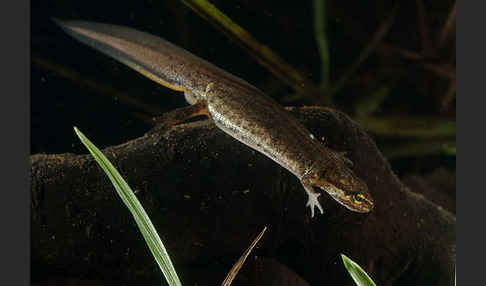 Schreiber`s Teichmolch (Lissotriton vulgaris schreiberi)