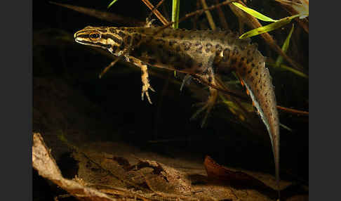 Schreiber`s Teichmolch (Lissotriton vulgaris schreiberi)