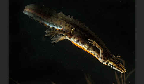 Schreiber`s Teichmolch (Lissotriton vulgaris schreiberi)