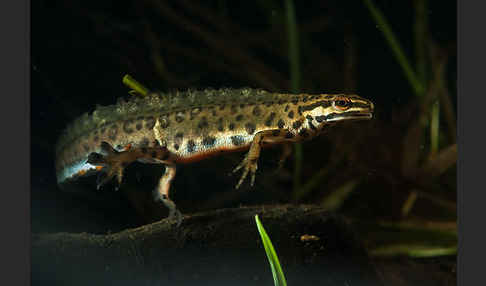 Schreiber`s Teichmolch (Lissotriton vulgaris schreiberi)