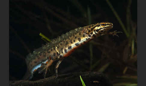 Schreiber`s Teichmolch (Lissotriton vulgaris schreiberi)