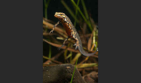 Schreiber`s Teichmolch (Lissotriton vulgaris schreiberi)