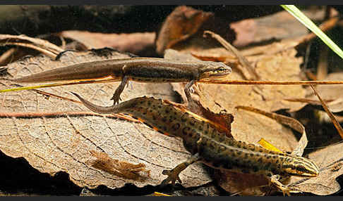 Schreiber`s Teichmolch (Lissotriton vulgaris schreiberi)