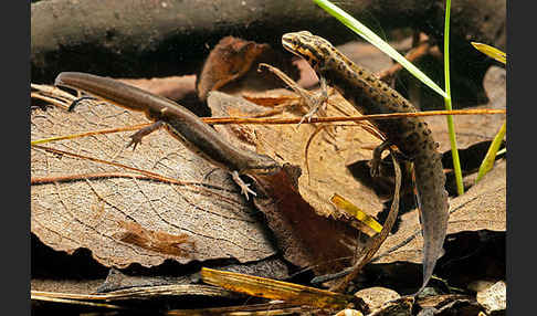 Schreiber`s Teichmolch (Lissotriton vulgaris schreiberi)