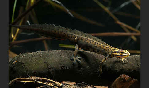 Schreiber`s Teichmolch (Lissotriton vulgaris schreiberi)