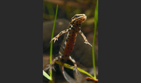 Schreiber`s Teichmolch (Lissotriton vulgaris schreiberi)