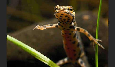 Schreiber`s Teichmolch (Lissotriton vulgaris schreiberi)