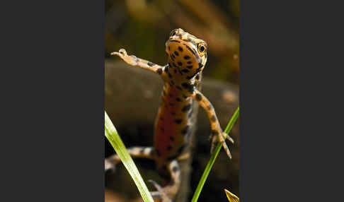 Schreiber`s Teichmolch (Lissotriton vulgaris schreiberi)