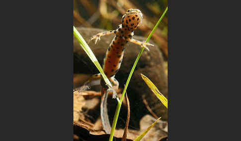 Schreiber`s Teichmolch (Lissotriton vulgaris schreiberi)