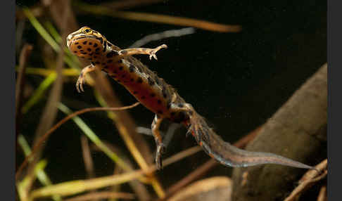 Schreiber`s Teichmolch (Lissotriton vulgaris schreiberi)