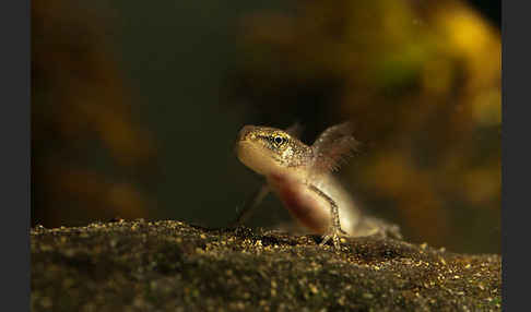 Schreiber`s Teichmolch (Lissotriton vulgaris schreiberi)