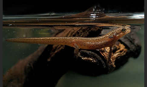 Schreiber`s Teichmolch (Lissotriton vulgaris schreiberi)