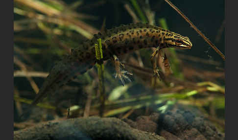 Schreiber`s Teichmolch (Lissotriton vulgaris schreiberi)