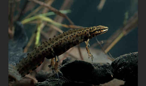 Schreiber`s Teichmolch (Lissotriton vulgaris schreiberi)