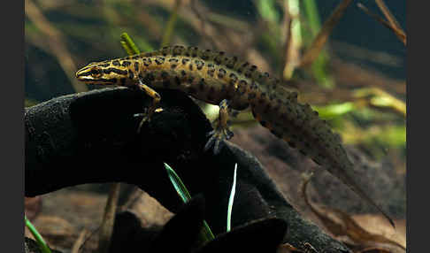 Schreiber`s Teichmolch (Lissotriton vulgaris schreiberi)