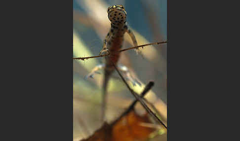 Schreiber`s Teichmolch (Lissotriton vulgaris schreiberi)