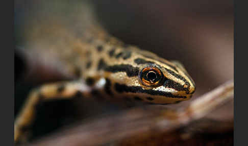 Schreiber`s Teichmolch (Lissotriton vulgaris schreiberi)