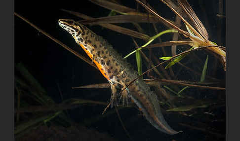 Schreiber`s Teichmolch (Lissotriton vulgaris schreiberi)