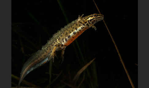 Schreiber`s Teichmolch (Lissotriton vulgaris schreiberi)