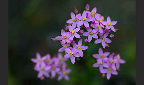 Echtes Tausendgüldenkraut (Centaurium erythraea)