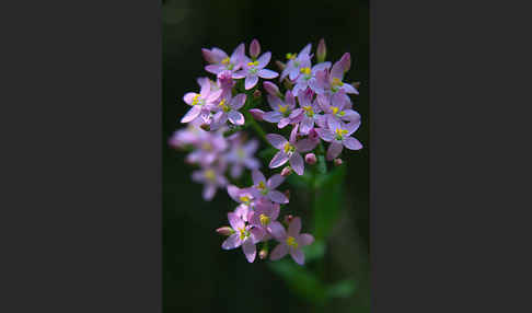 Echtes Tausendgüldenkraut (Centaurium erythraea)