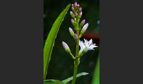 Fieberklee (Menyanthes trifoliata)