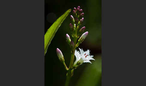 Fieberklee (Menyanthes trifoliata)