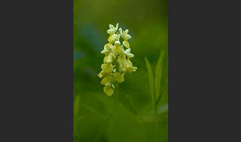 Blasses Knabenkraut (Orchis pallens)