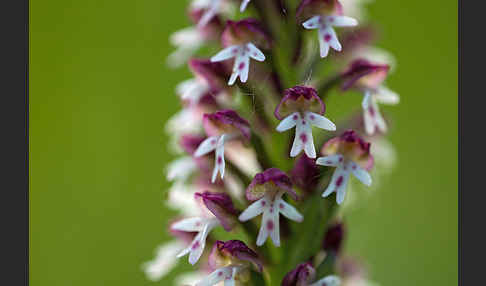 Brand-Knabenkraut (Orchis ustulata)