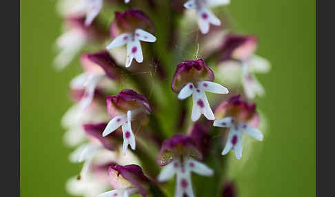 Brand-Knabenkraut (Orchis ustulata)