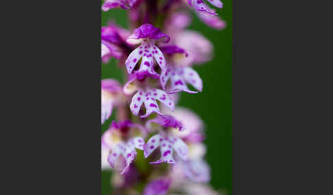 Dreizähniges Knabenkraut x Brand-Knabenkraut (Orchis tridentata x Orchis ustulata)