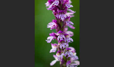 Dreizähniges Knabenkraut x Brand-Knabenkraut (Orchis tridentata x Orchis ustulata)