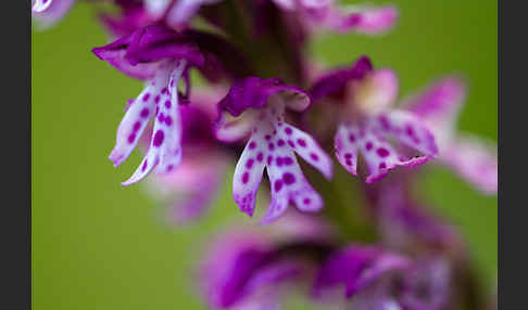 Dreizähniges Knabenkraut x Brand-Knabenkraut (Orchis tridentata x Orchis ustulata)